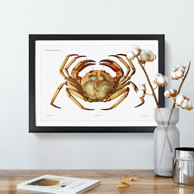 Atlantic Crab by Albert I - Framed Print