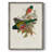 ElegantTrogonsVII Framed Print - Solid Wood