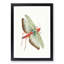 Egyptian Locust by George Shaw - Framed Print-55620811-55620807