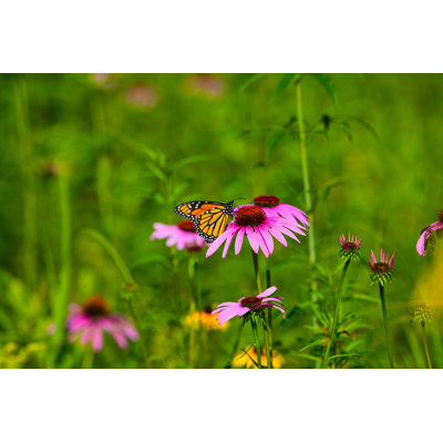 Lynnisha Monarch Butterfly - Wrapped Canvas Print