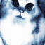 Chat ombré bleu - Reproduction d'art sur papier encadré-22056818