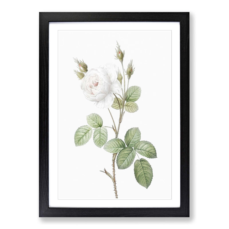 White Moss Rose by Pierre-Joseph Redoute - Picture Frame Art Prints, Black Framed, 36cm H x 27cm W x 2cm D