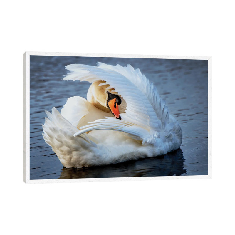 Preening by David Gardiner - Print on Canvas, White Framed, 66.04 cm H x 45.72 cm W