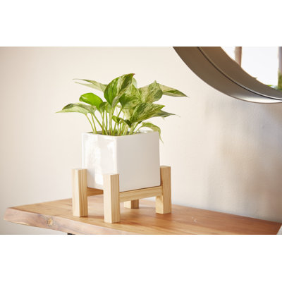 Ceramic Indoor Planter With Wood Stand
