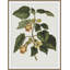 Inviting Bounties 5 Framed Print-1840270393