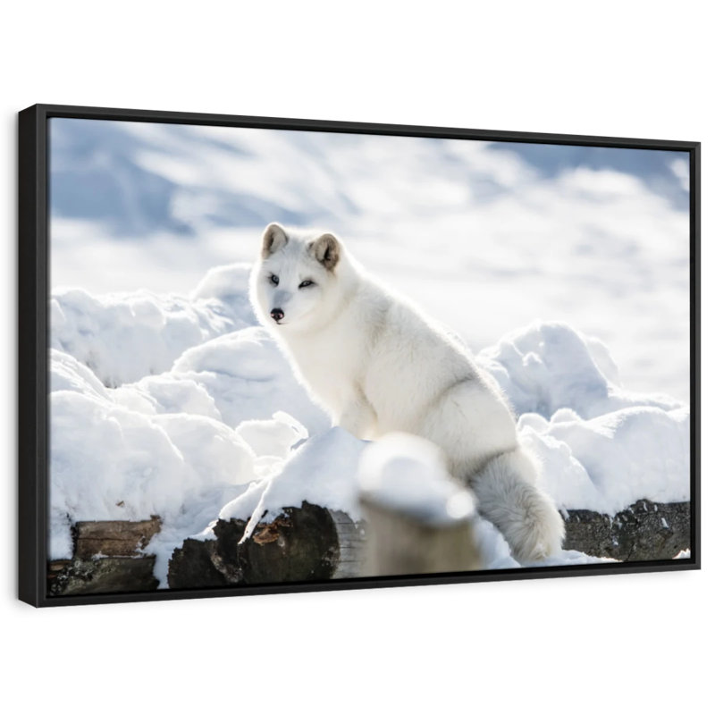 Impression sur toile renard arctique, H 17 po x l 25 po