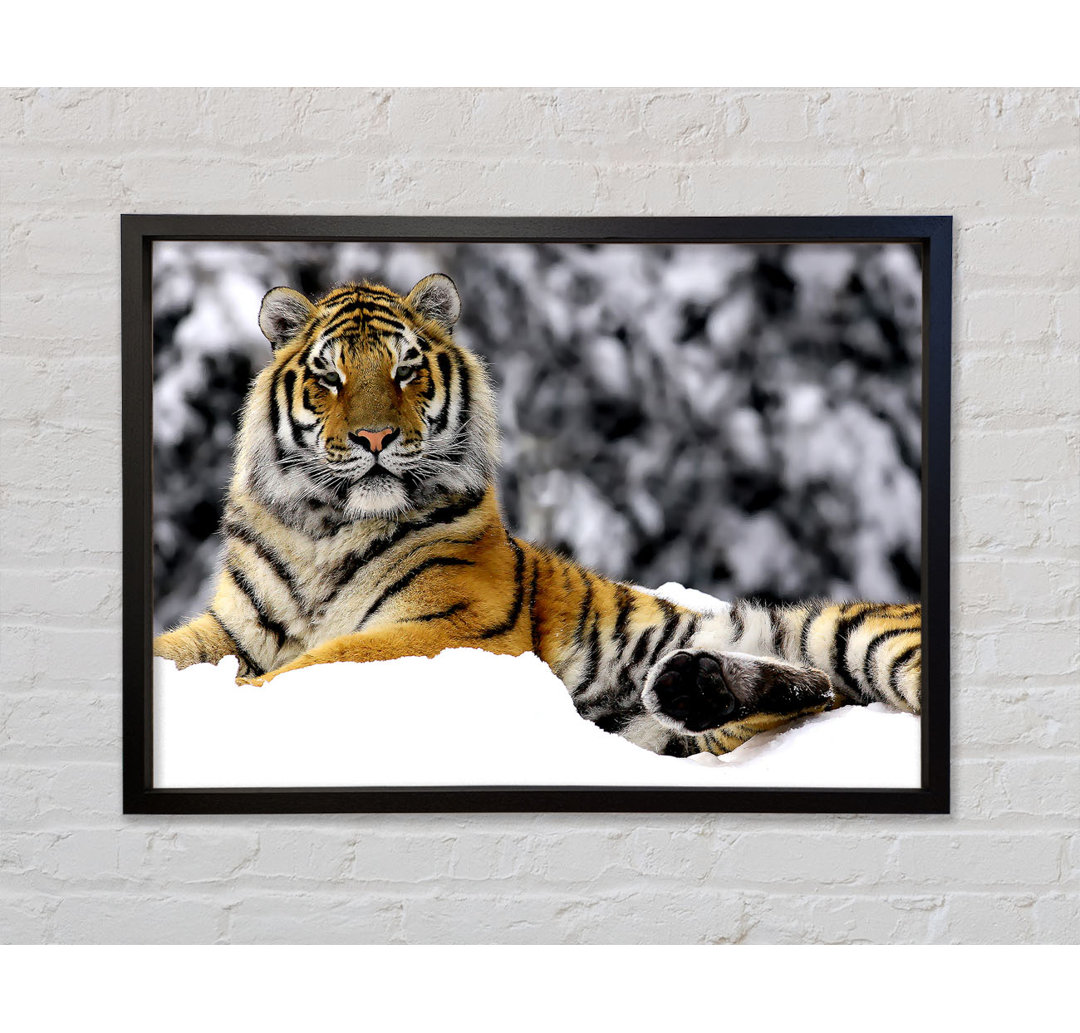 Tiger In Winter - Einzelner Bilderrahmen Kunstdrucke auf Leinwand