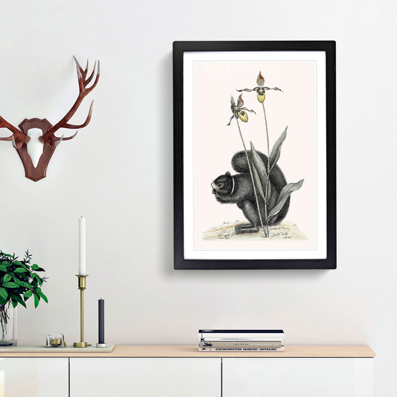 Black Squirrel by Mark Catesby - Picture Frame Painting Print, Black Framed, 36cm H x 27cm W x 2cm D