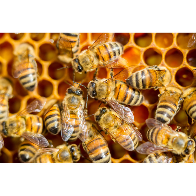 Honeybees - Wrapped Canvas Print, 81cm H x 122cm W x 3.8cm D
