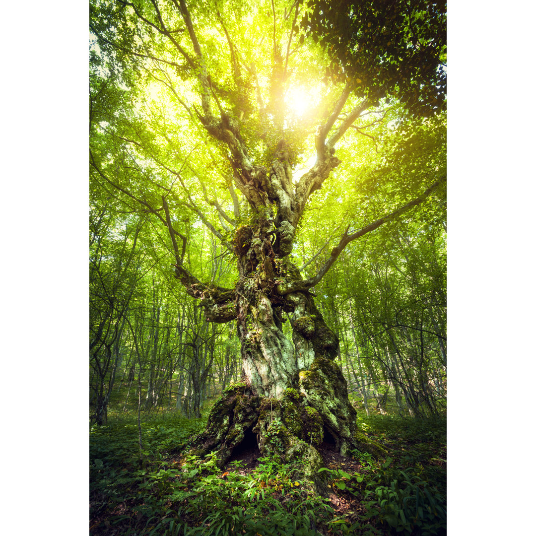 Leinwandbild Magic Tree - Schöner Frühlingssonnenaufgang im Wald