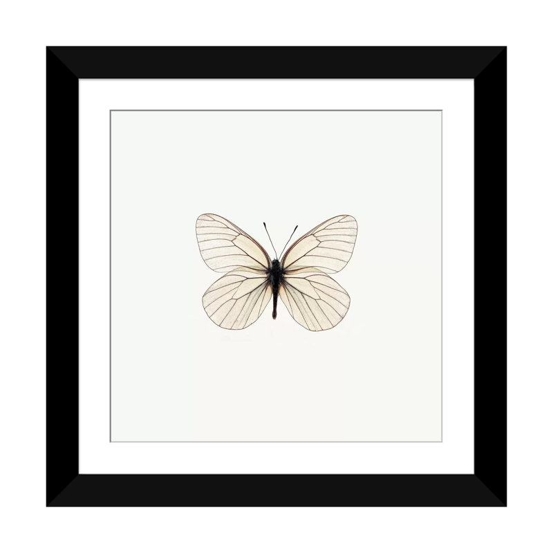 « white papillon », impression sur toile, H 16 po x l 16 po x P 1 po, Papier d'art encadré noir, Blanc