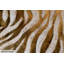 Golden Zebra Hand Painted Acrylic Painting