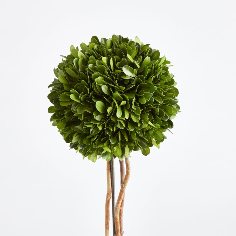 Alby Faux Boxwood Topiary in Planter, 24" H x 6.5" W x 6.5" D