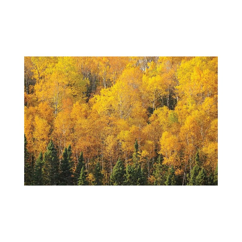 Yellows Of The Gunflint Trail by Brian Wolf - Wrapped Canvas Print, 20.32cm H x 30.48cm W x 1.91cm D