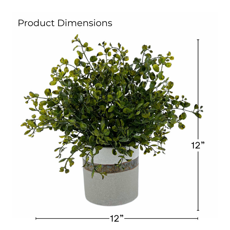 Plante d'eucalyptus vert 12 po en pot en céramique, Vert