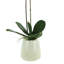 Phalaenopsis Orchid Arrangement