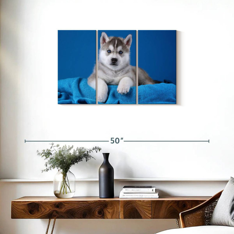Chiot Husky aux yeux bleus Brampt, H 20 po x l 33 po