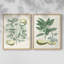 Buchoz Tropicals III - reproduction encadrée de qualité supérieure - prête à être accrochée - aucun clou requis - aucun clou requis-1569479743-1569479741