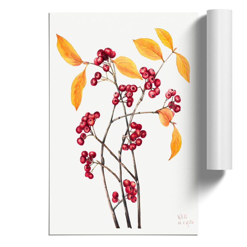 Red Chokeberry by Mary Vaux Walcott - No Frame Painting, 59cm H x 42cm W x 0.1cm D