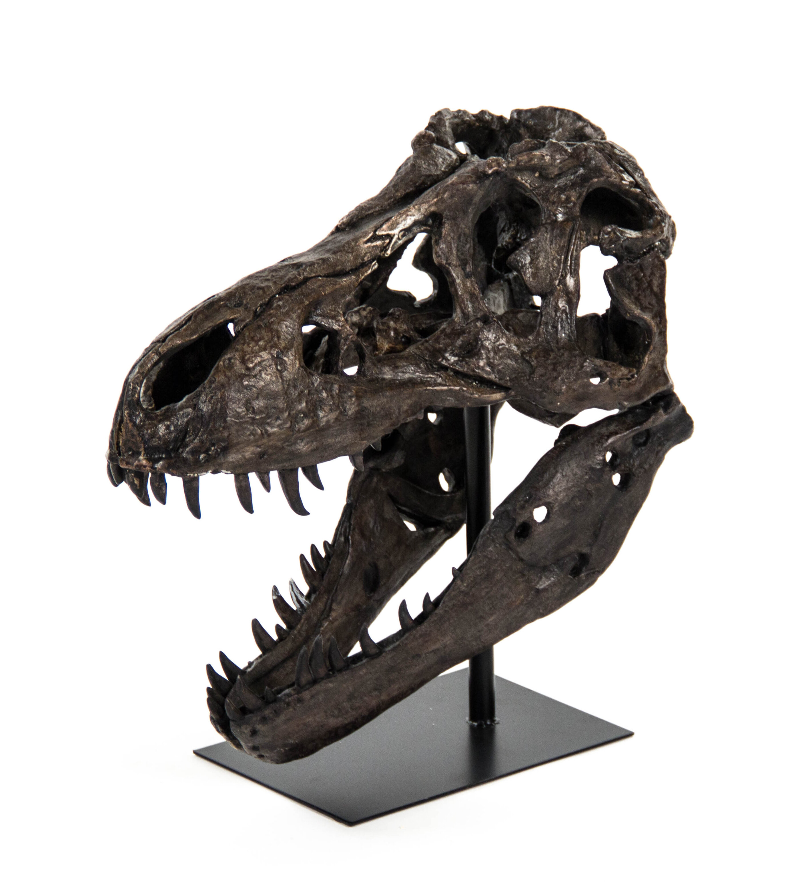 Velociraptor skull for online sale