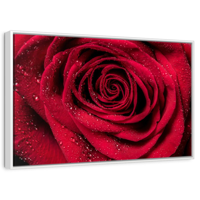 Rosée rouge veloutée, Cadre flottant blanc, 13 po x 9 po