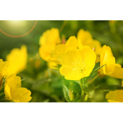 " Beautiful Yellow Flowers " by Roxiller