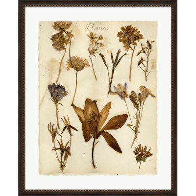 Napa Valley 1872 Herbarium XIII Print