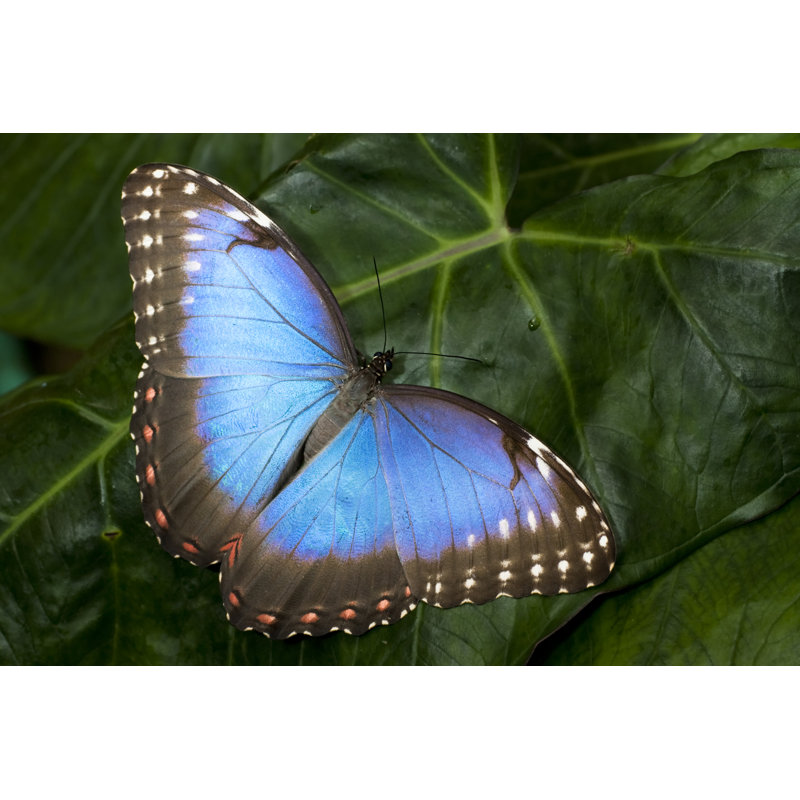 Shotton Butterfly par Milous, H 32 po x l 48 po
