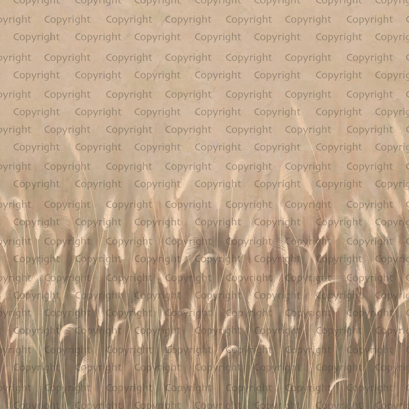 Papier peint Serene Reed Grass, Jaune, L 110,04 po x l 204 po