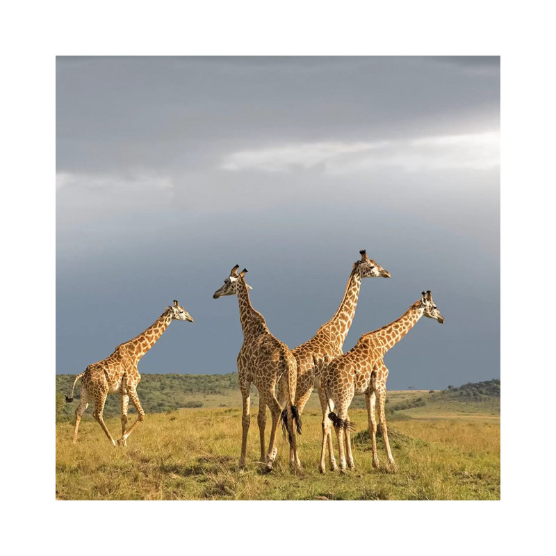 Colour Giraffe Herd II by Klaus Tiedge - Wrapped Canvas Print, 45.72 cm H x 45.72 cm W x 1.91 cm D
