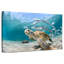 Banc de poissons et tortue-108841966