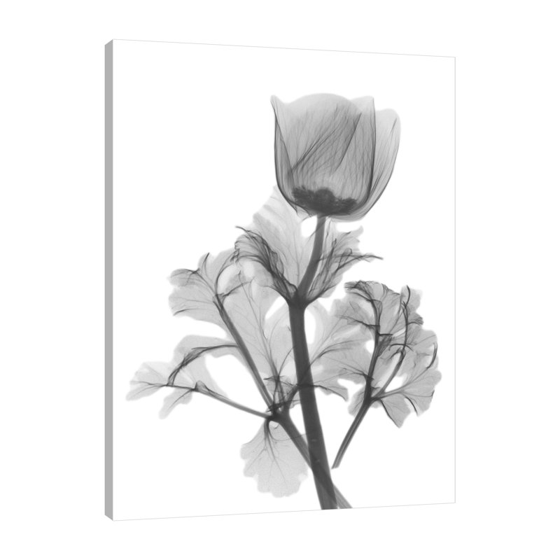 Lonely Anemone - Wrapped Canvas Print, 41cm H x 30cm W
