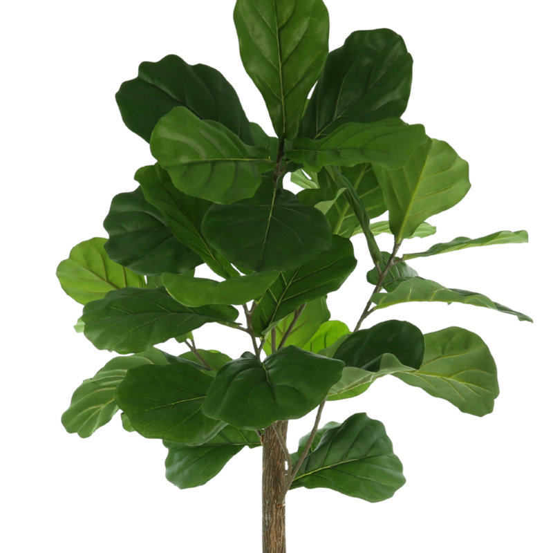 3.5' Fiddle Leaf Fig Tree, 42'' H x 24'' W x 24'' D
