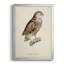 «French Owls I», impression sur papier-1832933969-1832933972