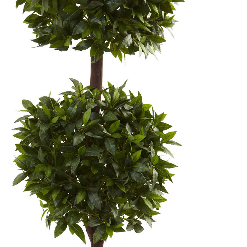 Topiaire en pot double boule douce bay, H 72 po x l 25 po x P 25 po