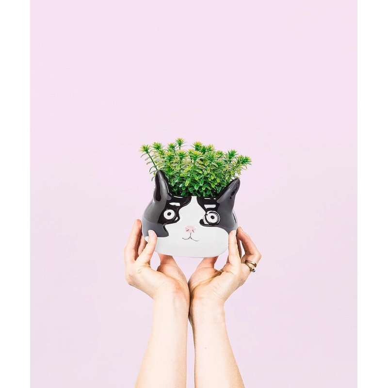 Pot à fleurs tête de chat, H 4 po x l 3 po x P 4 po