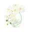 Orchid in Flat Glass Vase