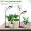 Naomi Grow Light