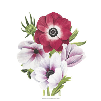 " Anemone Blooms I "