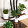 Plant Stand - Set of 2