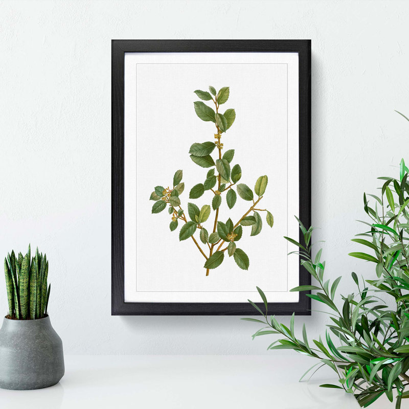 Italian Buckthorn Tree by Pierre-Joseph Redoute - Framed Print, 65cm H x 48cm W x 2cm D, Black Framed