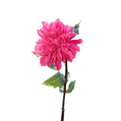Dahlia