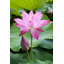 Purple Lotus Flower Bloom Print-24074690