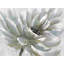 Impression sur toile de chrysanthème blanc