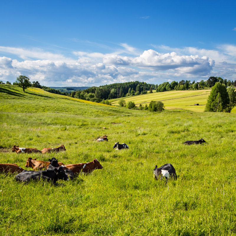 Cambrai Cows In The Grass by Kjekol - Wrapped Canvas Print, 30cm H x 30cm W x 3.8cm D