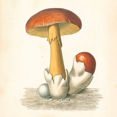 French Mushrooms II - Wrapped Canvas Print
