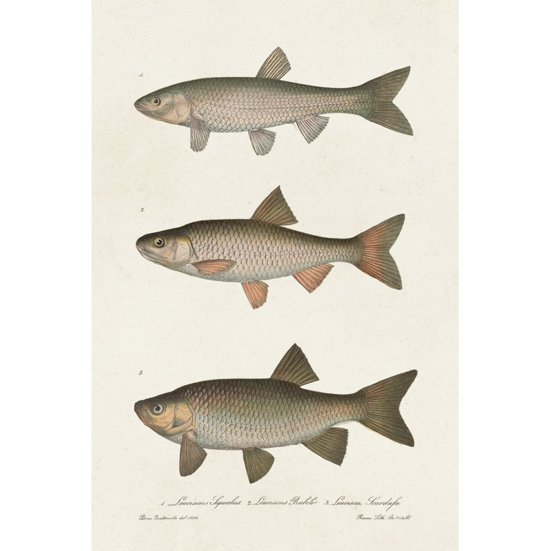 Species Of Antique Fish IV, 122cm H x 81cm W, Black Floater Framed