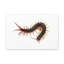 «Centipede Chasse», art mural-886505272