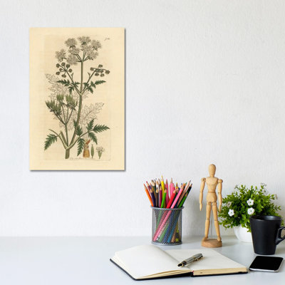 Cow Parsley by Florilegius - Gallery-Wrapped Canvas Giclée on Canvas