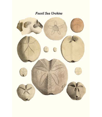" Fossil Sea Urchins "